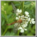 Tipula lunata - Schnake 01d.jpg